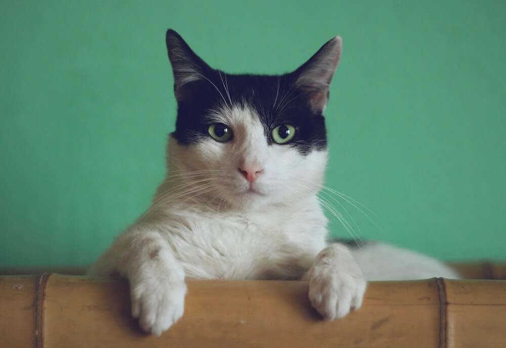 Foto de nossos gatos disponíveis para adoção. Este é o Gilberto.