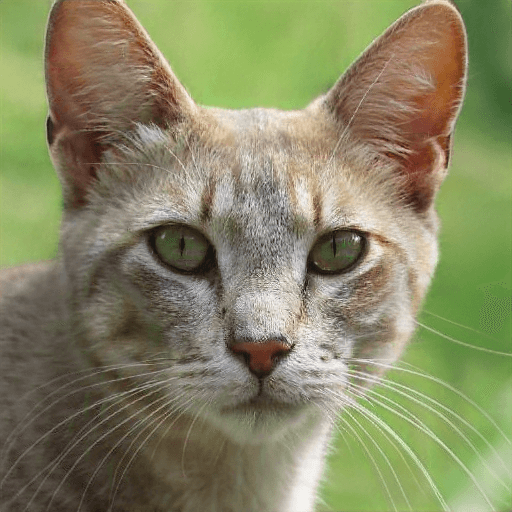 Fotos de nossos gatos que vivem em nosso café junto conosco.