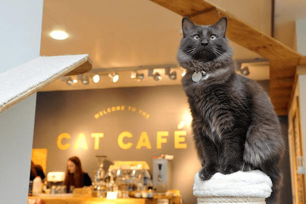 Fotos de nossos gatos que vivem em nosso café junto conosco.