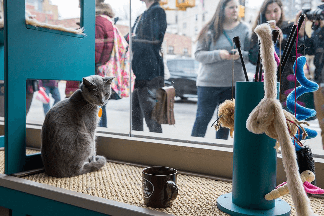 Fotos de nossos gatos que vivem em nosso café junto conosco.