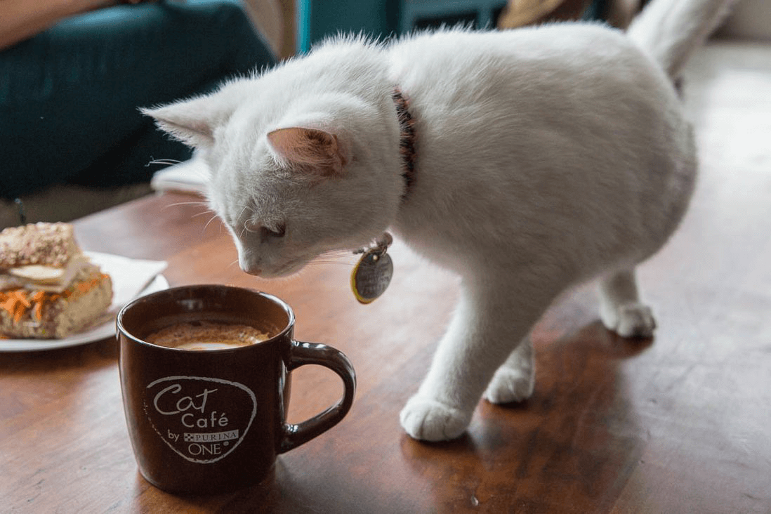 Fotos de nossos gatos que vivem em nosso café junto conosco.