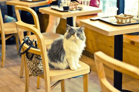 Fotos de nossos gatos que vivem em nosso café junto conosco.